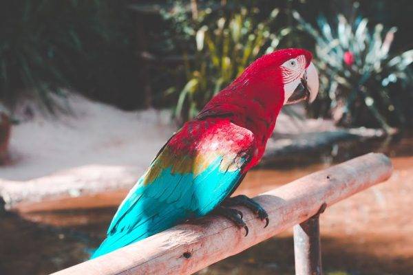 as cataratas e o parque das aves mesmo dia
