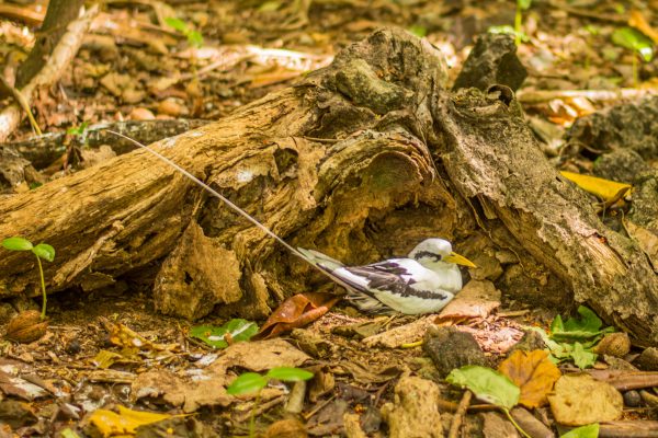 Viagem para as ilhas Seychelles