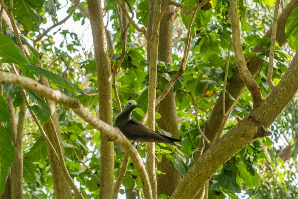 Viagem para as ilhas Seychelles