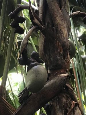 Viagem para as ilhas Seychelles