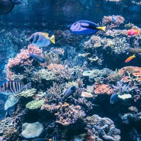 Aquário de Singapura