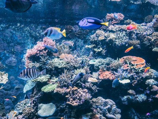 Aquário de Singapura