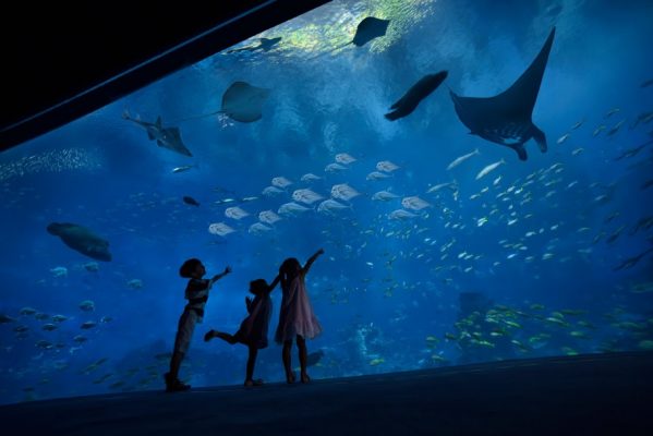 Aquário de Singapura